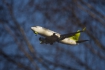 Boeing 737-36Q