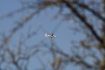 Fokker 50