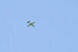 Aero L-39C Albatros