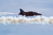 British Aerospace Hawk T1