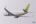 Boeing 737-33V