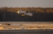 ATR ATR-72-202