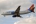Boeing 737-36N