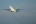 Boeing 737-31S