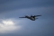 Fokker 50