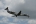 Embraer ERJ-145MP (EMB-145MP)