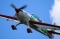 Extra EA-300L