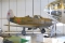 Bell P-39Q Airacobra
