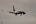 Boeing 737-8AS