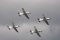 Pilatus PC-9M