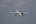 Bombardier DHC-8-402 Q400