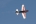 XtremeAir Xtreme 3000