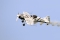 Sukhoi Su-26M