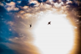 General Dynamics F-16AM Fighting Falcon