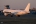 Airbus A320-211