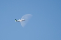Boeing 737-33V