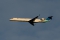 Bombardier CRJ-1000ER NG (CL-600-2E25)