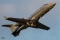 Learjet 60