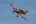 XtremeAir XA-42