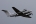 Beech C-12U Huron (B200C)
