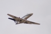 Cessna 525 Citation CJ1