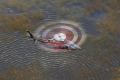 AgustaWestland AW-109SP GrandNew
