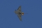 Eurofighter EF-2000 Typhoon FGR4