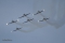 Aero L-39C Albatros