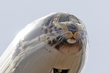 Boeing 777-312