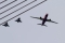Airbus A220-300