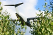 Airbus A400M-180