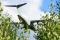 Airbus A400M-180