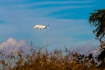 Airbus A300-608ST Beluga