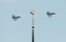 Eurofighter EF-2000 Typhoon S