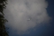 Airbus A220-300