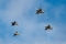 Saab JAS-39C Gripen