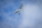 McDonnell Douglas F-18C Hornet