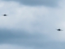 Lockheed F-16AM Fighting Falcon