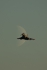 Eurofighter EF-2000 Typhoon S