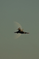 Eurofighter EF-2000 Typhoon S