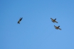 Aero L-39C Albatros