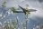 Airbus A220-300 (109) (autors: nothingg)