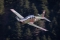 Pilatus PC-9M Hudournik
