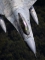 Lockheed Martin F-16C Fighting Falcon