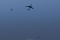 Airbus A330-243