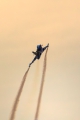Saab JAS-39C Gripen