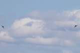 Dassault Rafale B